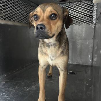 Flash -  Terrier and Beagle Dog for Adoption in Birmingham, Alabama - Flash | PetCurious