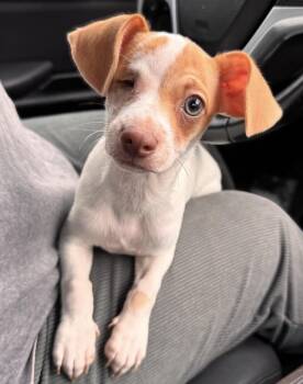 Odin -  Chihuahua Dog for Adoption in Floresville, Texas - Odin | PetCurious