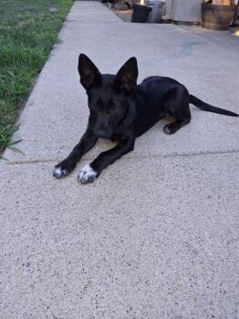 Zoey -  German Shepherd Dog Dog for Adoption in Pleasant Hill, California - Zoey | PetCurious