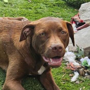 Jade Zoom - Looking for fun and adventure -  Hound Dog for Adoption in Andover, Massachusetts - Jade Zoom - Looking For Fun And Adventure | PetCurious