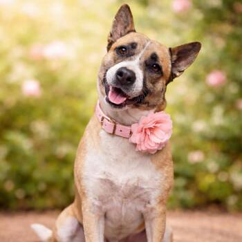 German Shepherd Dog Dogs Available for Adoption in Lucas, Texas - FAITH GS | PetCurious