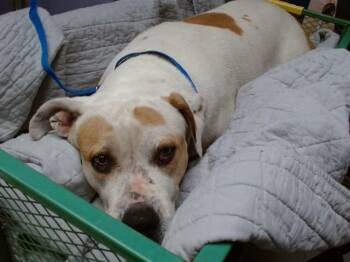 Pit Bull Terrier and Mixed Breed Dogs Available for Adoption in Albuquerque, New Mexico - MATCHA | PetCurious