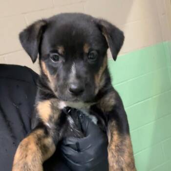 Waffles -  Mixed Breed Dog for Adoption in Gadsden, Alabama - Waffles | PetCurious
