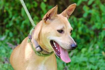 PARKER -  Mixed Breed Dog for Adoption in Brazil, Indiana - PARKER | PetCurious
