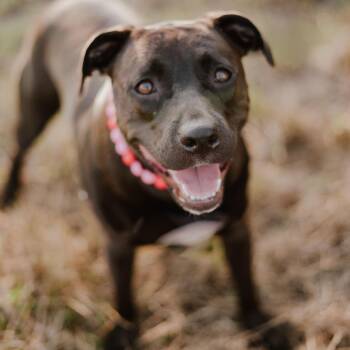 Fiji -  Pit Bull Terrier and Labrador Retriever Dog for Adoption in Oak Ridge North, Texas - Fiji | PetCurious