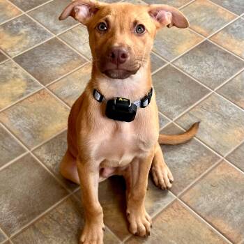 Phil -  Labrador Retriever Dog for Adoption in Baldwin, Maryland - Phil | PetCurious