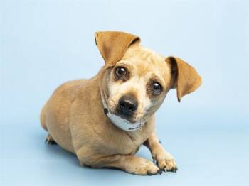 Chihuahua Dogs Available for Adoption in Phoenix, Arizona - JUNIPER | PetCurious