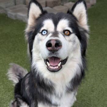 Wookie -  Husky Dog for Adoption in Wenatchee, Washington - Wookie | PetCurious