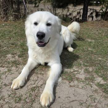 Great Pyrenees Dogs Available for Adoption in Foley, Alabama - Beasley | PetCurious