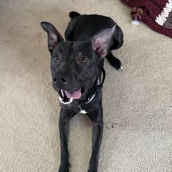 Black Labrador Retriever Dogs Available for Adoption - Lexie | PetCurious