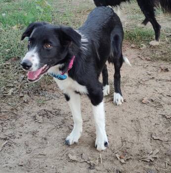 Rescue Border Collie Dogs for Adoption in The Woodlands, Texas - Sistine | PetCurious