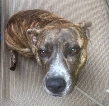 Rescue Pit Bull Terrier Dogs for Adoption in Waterbury, Connecticut - COURTESTY POST - Eartha | PetCurious