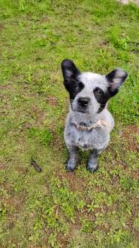 Australian Cattle Dog Blue Heeler Dogs Available for Adoption in Oklahoma City, Oklahoma - Rooster | PetCurious