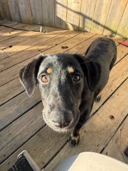 Labrador Retriever and Mixed Breed Dogs Available for Adoption in West Milwaukee, Wisconsin - Gigabytes $500 | PetCurious