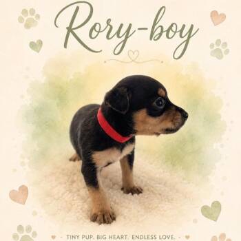 Rory boy (Dallas) -  Yorkshire Terrier and Chihuahua Dog for Adoption in Houston, Texas - Rory Boy (Dallas) | PetCurious