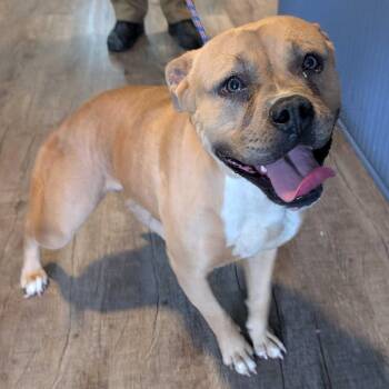 Pit Bull Terrier Dogs Available for Adoption in Jefferson City, Tennessee - Baby Girl | PetCurious