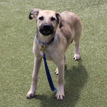 Rescue Mixed Breed Dogs for Adoption in Port Washington, New York - Zamboni | PetCurious