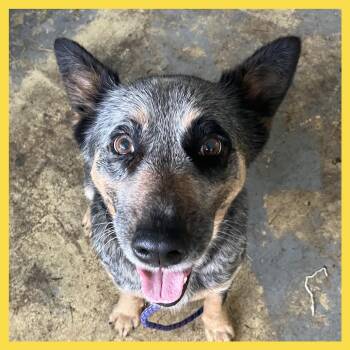 Australian Cattle Dog Blue Heeler Dogs Available for Adoption in Volcano, Hawaii - Heeler Girl COH-A-67113 | PetCurious