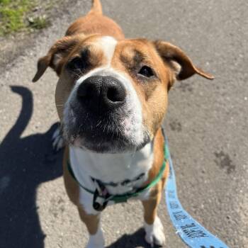Mixed Breed Dogs Available for Adoption in Fairport, New York - Stella | PetCurious