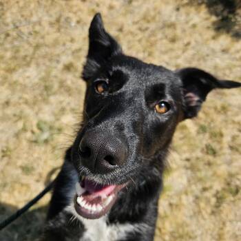Raven -  Border Collie Dog for Adoption in The Dalles, Oregon - Raven | PetCurious
