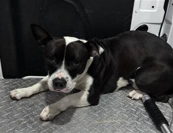 SHORTCAKES -  Terrier Dog for Adoption in Fort Myers, Florida - SHORTCAKES | PetCurious