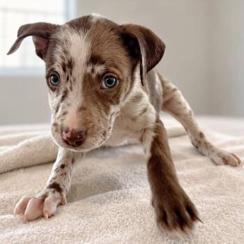 Professor X -  Australian Shepherd and Shepherd Dog for Adoption in Tampa, Florida - Professor X | PetCurious