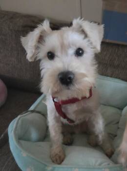Lucky -  Schnauzer Dog for Adoption in Colorado Springs, Colorado - Lucky | PetCurious