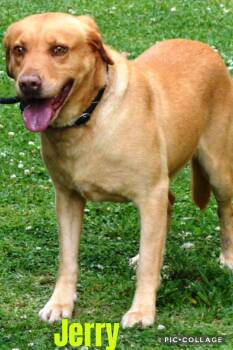 Jerry -  Yellow Labrador Retriever and German Shorthaired Pointer Dog for Adoption in Bethpage, New York - Jerry | PetCurious