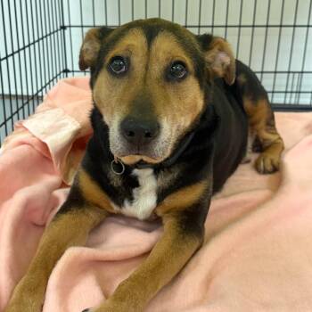 Mixed Breed Dogs Available for Adoption in Philadelphia, Pennsylvania - Rusty | PetCurious