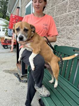 Dayla -  Mixed Breed Dog for Adoption in Silver Spring, Maryland - Dayla | PetCurious
