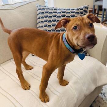 Destiny -  Terrier and Black Mouth Cur Dog for Adoption in Fort Lauderdale, Florida - Destiny | PetCurious