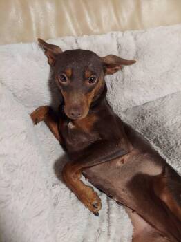 Trinity -  Miniature Pinscher Dog for Adoption in Oakland, California - Trinity | PetCurious