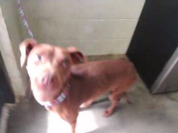 DOLLY -  Labrador Retriever and Mixed Breed Dog for Adoption in Tulsa, Oklahoma - DOLLY | PetCurious