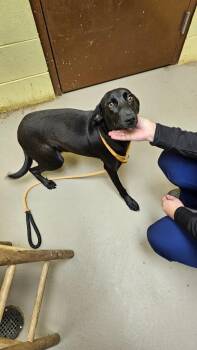 Labrador Retriever Dogs Available for Adoption - Sweet Tart | PetCurious