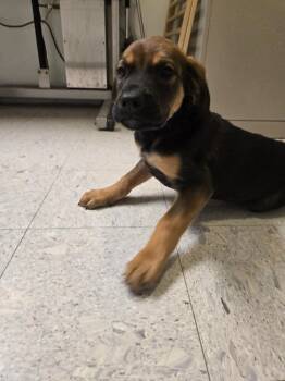 Mastiff Dogs Available for Adoption - Eugene | PetCurious