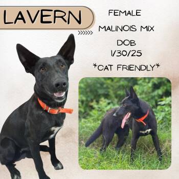 Belgian Shepherd Malinois Dogs Available for Adoption in Caldwell, Texas - Lavern | PetCurious
