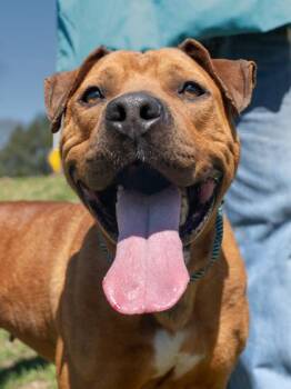 Bet -  Labrador Retriever and Mixed Breed Dog for Adoption in Atlanta, Georgia - Bet | PetCurious