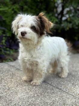 Terrier Dogs Available for Adoption in Helotes, Texas - Layla | PetCurious