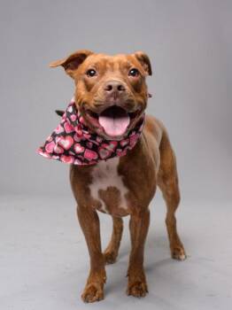Ari -  Pit Bull Terrier Dog for Adoption in Atlanta, Georgia - Ari | PetCurious