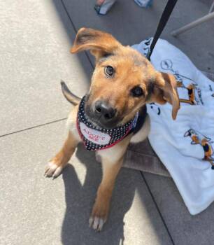 German Shepherd Dog Dogs Available for Adoption in Hornell, New York - Bentley | PetCurious