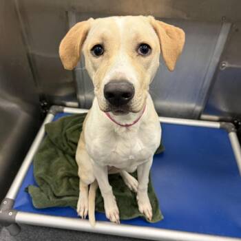 Wonton -  Labrador Retriever Dog for Adoption in New York, New York - Wonton | PetCurious