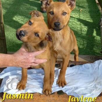 Rescue Mixed Breed Dogs for Adoption - Jasmin | PetCurious