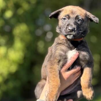 German Shepherd Dog Dogs Available for Adoption - Echo | PetCurious