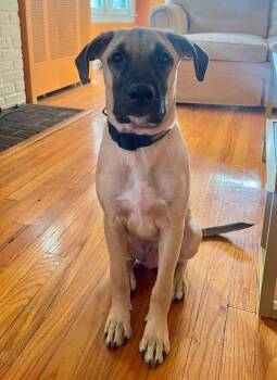 WRINKLES -  German Shepherd Dog and Labrador Retriever Dog for Adoption in West Haven, Connecticut - WRINKLES | PetCurious