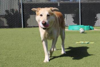 Auggie -  Labrador Retriever and Mixed Breed Dog for Adoption in Kansas City, Missouri - Auggie | PetCurious