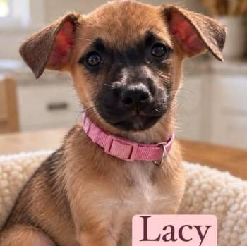 Lacy -  Chiweenie Dog for Adoption in Crosby, Texas - Lacy | PetCurious