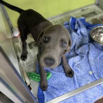 Jose -  Labrador Retriever Dog for Adoption in South Elgin, Illinois - Jose | PetCurious