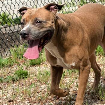 Pit Bull Terrier Dogs Available for Adoption in Lindon, Utah - Gracie | PetCurious