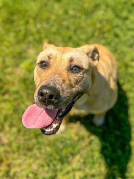 Alex -  Husky and Pit Bull Terrier Dog for Adoption in Springfield, Tennessee - Alex | PetCurious
