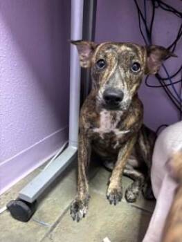 Java* -  Mixed Breed Dog for Adoption in El Paso, Texas - Java* | PetCurious